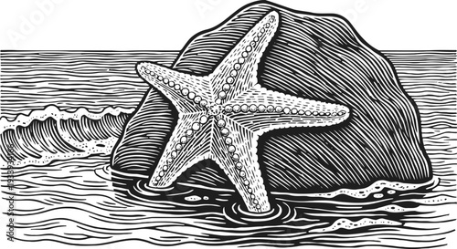 starfish on rock at seashore in ocean waves vintage marine sea life illustration, nautical wildlife drawing
