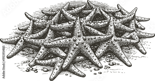 Starfish cluster illustration detailed hand drawn marine animals on sandy floor with pebbles ocean life and nature sketch