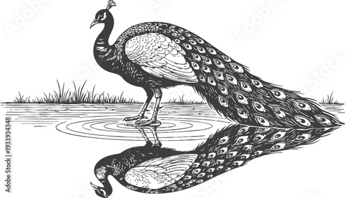 Elegant peacock standing by water with detailed feathers and reflection, vintage animal illustration