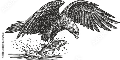 Eagle catching fish in water with detailed wings spread wide illustration