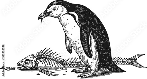 Penguin eating fish bones black and white vintage engraving illustration of antarctic bird and skeleton remains