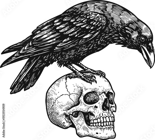 Black raven perched on human skull detailed vintage engraving illustration