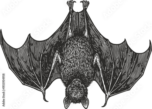 Detailed vintage illustration of a bat hanging upside down with wings spread and fur texture