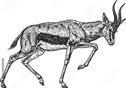Illustration of a graceful antelope with curved horns walking, detailed wildlife drawing
