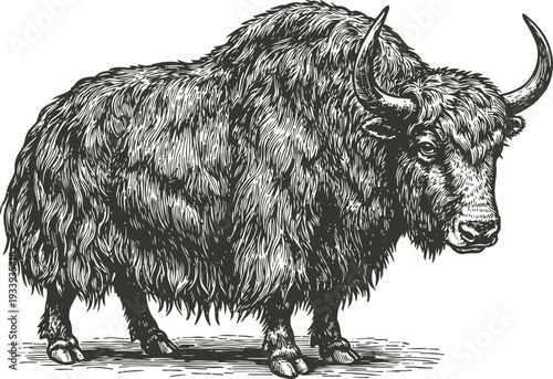 Detailed illustration of a curly haired yak with large horns standing sideways