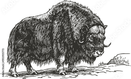 Detailed muskox standing in natural environment sketch wild animal with thick fur and curved horns