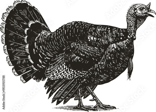 Detailed black and white illustration of a wild turkey walking, showing feathers and texture
