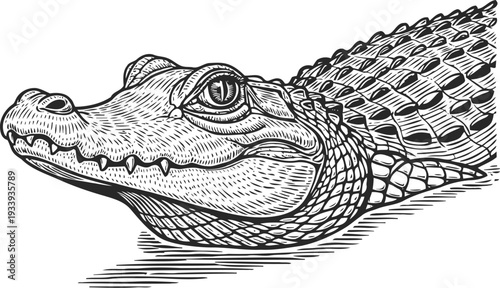 Detailed alligator head close up illustration with textured scales and sharp eye