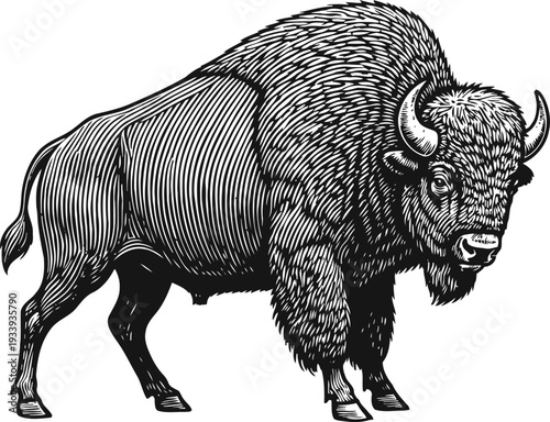 Detailed bison illustration with textured fur and curved horns, powerful wild american animal design