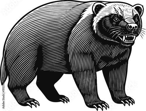 Aggressive wolverine illustration fierce wild animal with sharp claws and teeth, detailed black and white engraving