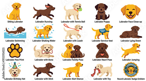 A comprehensive collection of illustrations showcasing various poses and activities of Labrador Retrievers, including playing, resting, and special occasions.
