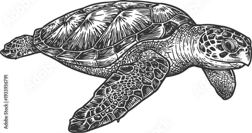 Detailed sea turtle illustration with textured shell and flippers, black and white marine reptile drawing