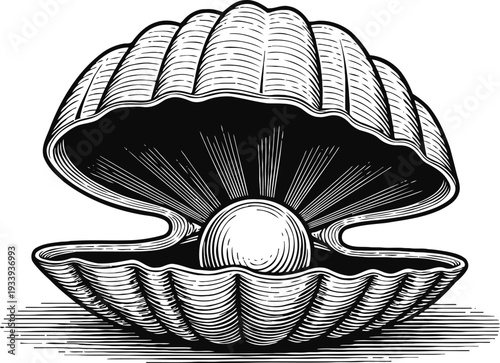 Open clam shell with pearl inside vintage black and white engraved marine sea illustration