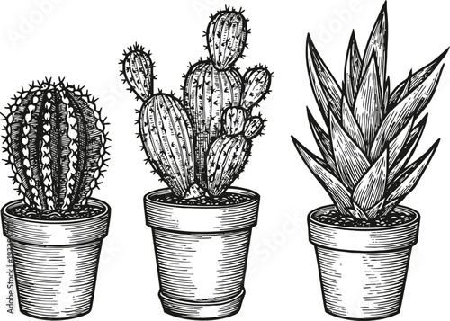 Hand drawn illustration of three potted desert plants with spiky cactus and agave styles in pots