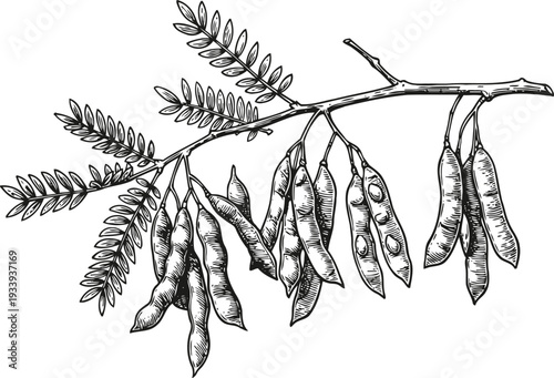 Black and white hand drawn acacia branch with seed pods and pinnate leaves botanical sketch illustration