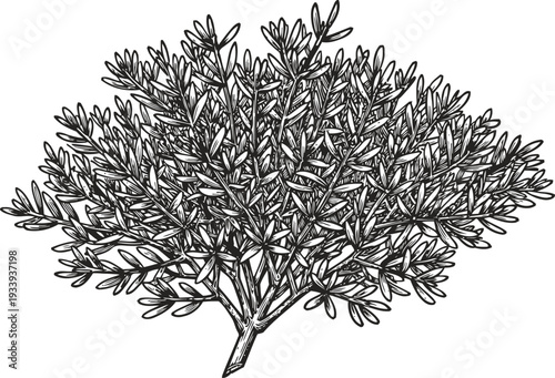 Detailed hand drawn thyme herb branch with leaves, culinary seasoning and aromatic plant illustration