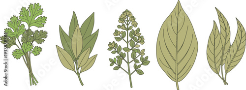 Collection of various green herbs and leaves including parsley cilantro mint dill and basil for culinary and decorative purposes