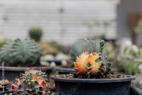Colorful Gymnocalycium mihanovichii cactus in black plastic pots at a plant nursery.