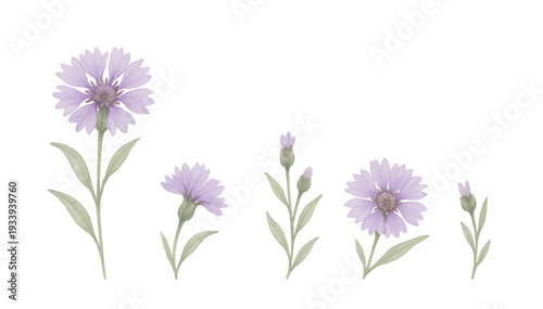 purple aster isolated on white background