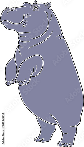 Hippopotamus stands upright on its hind legs looking curiously toward the.