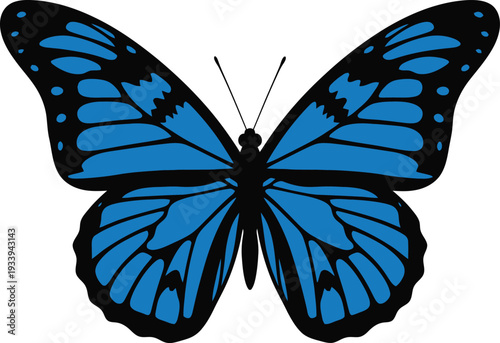 Vibrant blue butterfly with black markings displays wings symmetrically on.
