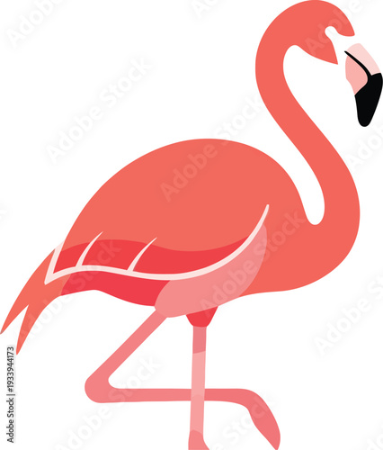Flamingo standing on one leg shows off its bright pink plumage and curved.