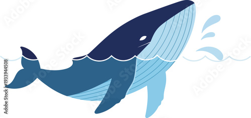 Humpback whale breaches the ocean surface creating splashes of blue water.