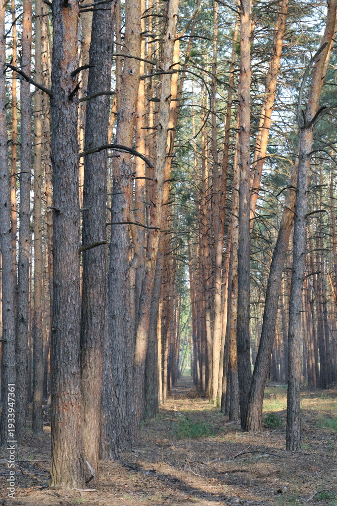 Obraz premium Sunlight in dense pine forest with tall tree trunks
