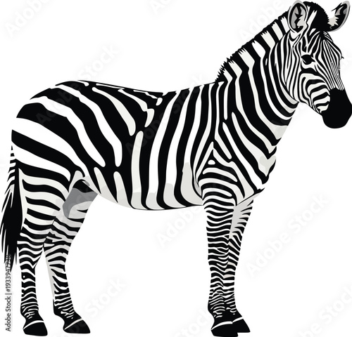 Zebra standing sideways with distinct black and white stripes illustration.
