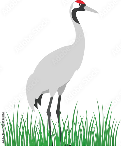 Tall white crane stands gracefully among green reeds on a bright background.