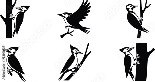 Black and white woodpecker silhouettes on tree branches