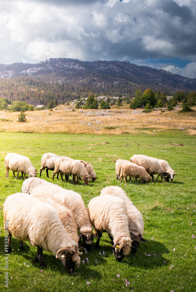 Fototapeta premium A flock of sheep grazing on a grassy hill.