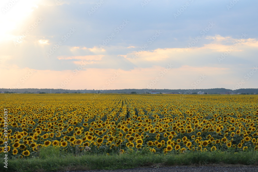 Fototapeta premium Sunflower field at sunset with dramatic sky and rural horizon