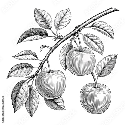 Hand drawn vintage style vector illustration of a green apple and floral branch design