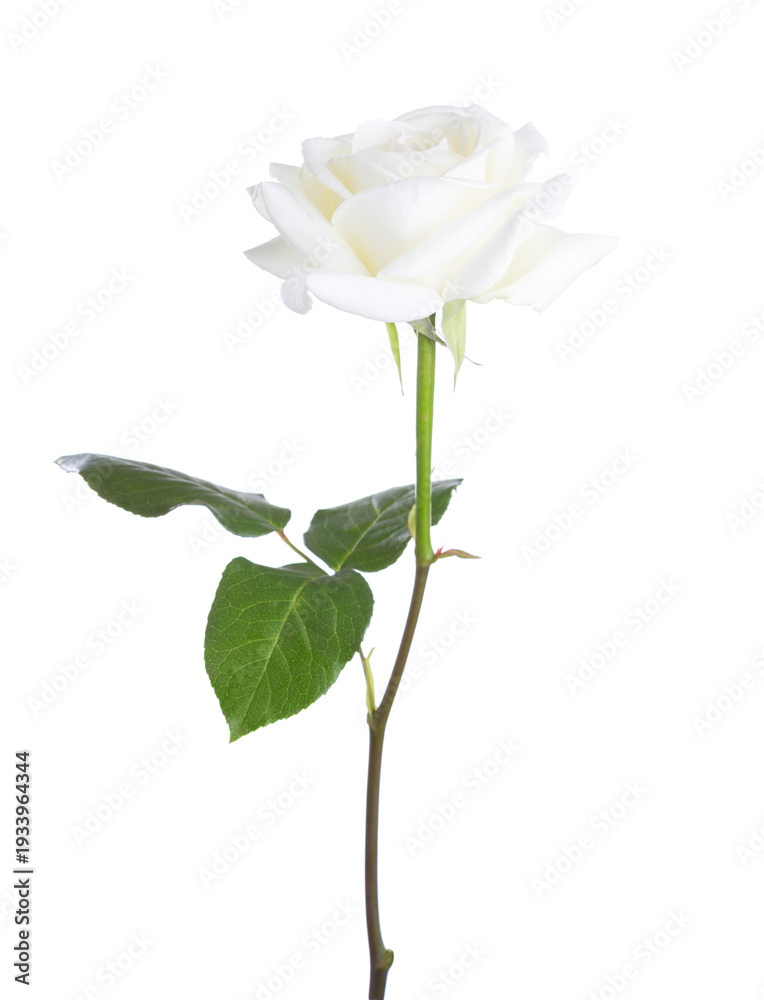 Obraz premium White Rose with green leaf isolated on white background.