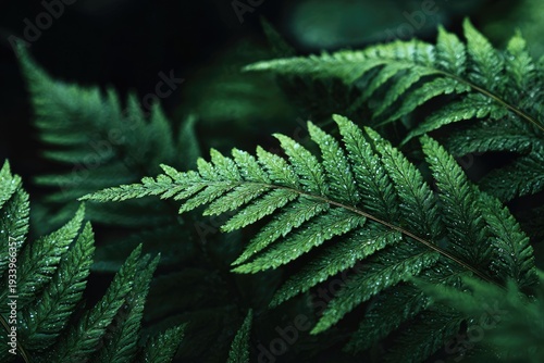 Close-up of lush green fern fronds in natural light, showcasing intricate leaf details and textures