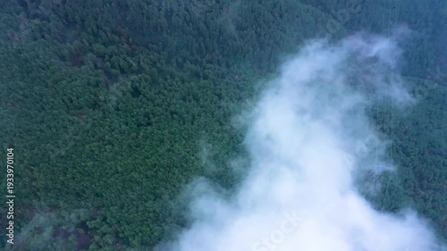 Wallpaper Mural 4K Aerial View of Lush Green Jungle Depths with Misty Clouds and Natural Majesty Torontodigital.ca