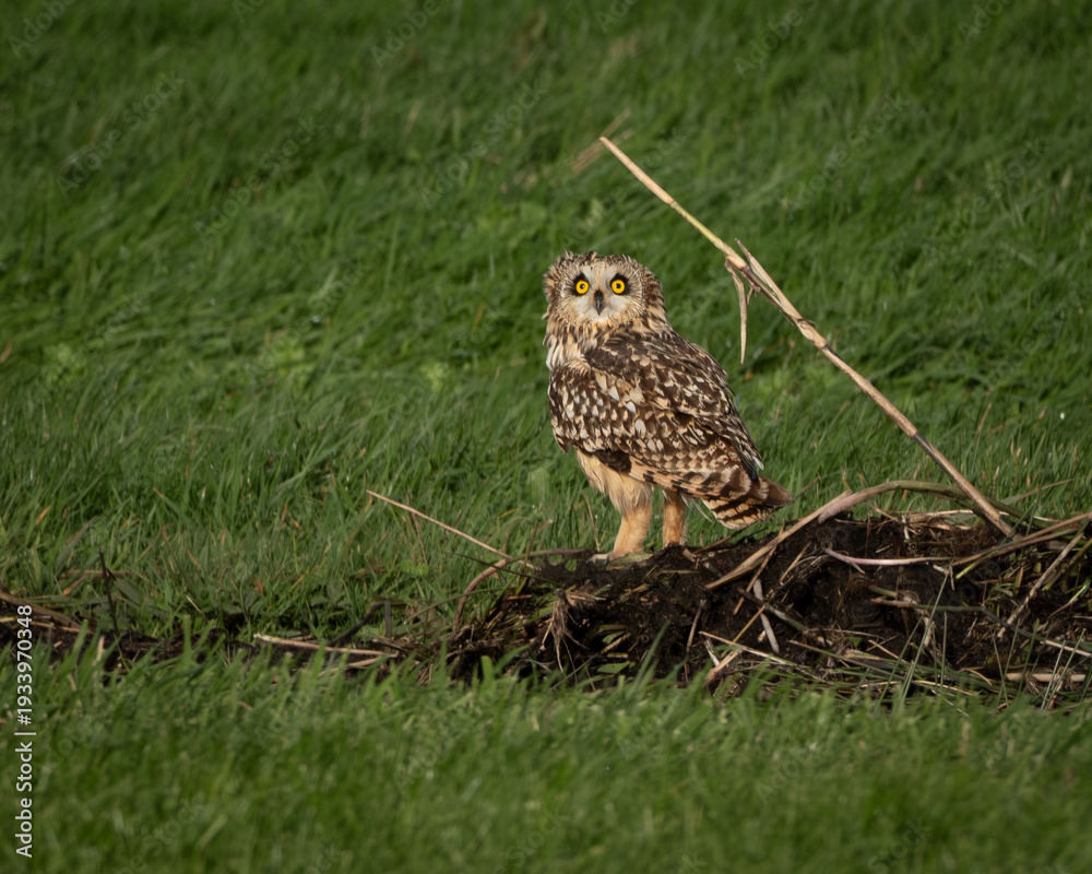 Fototapeta premium Wildlife photograph of a short eared owl standing alert on a grassy field in open farmland habitat. The owl displays its distinctive yellow eyes and mottled brown plumage while resting on the ground