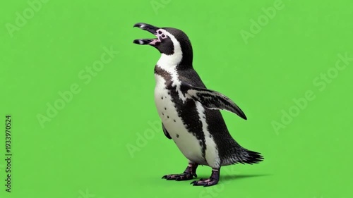 penguin in green screen