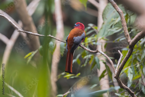 Red-headed Trogon (Harpactes erythrocephalus), Male at Latpanchar, West Bengal, India — a flash of crimson and emerald in the misty Himalayan foothills.