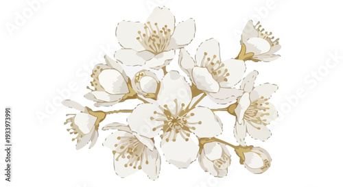 A bouquet of white flowers with golden stamens, depicted in a delicate illustration style, viewed from directly above