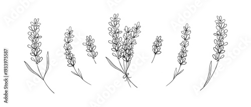 Фотография Sketch illustration line art style