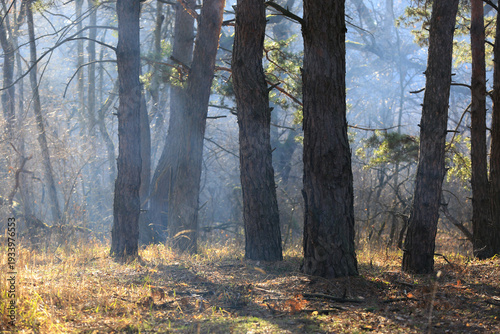 mist in pine forest