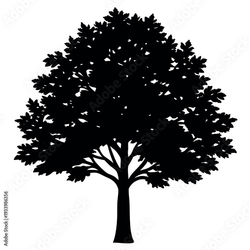 A paperbark maple tree silhouette vector illustration 