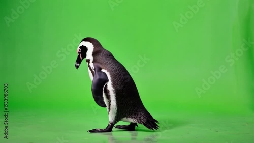 penguin in green screen