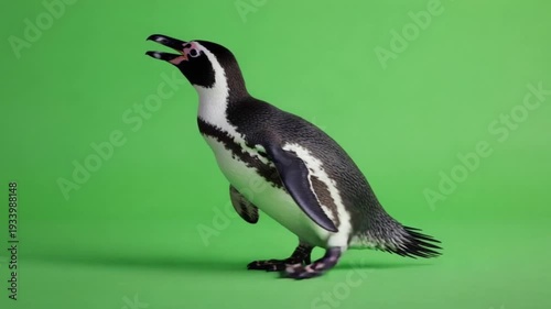 penguin in green screen