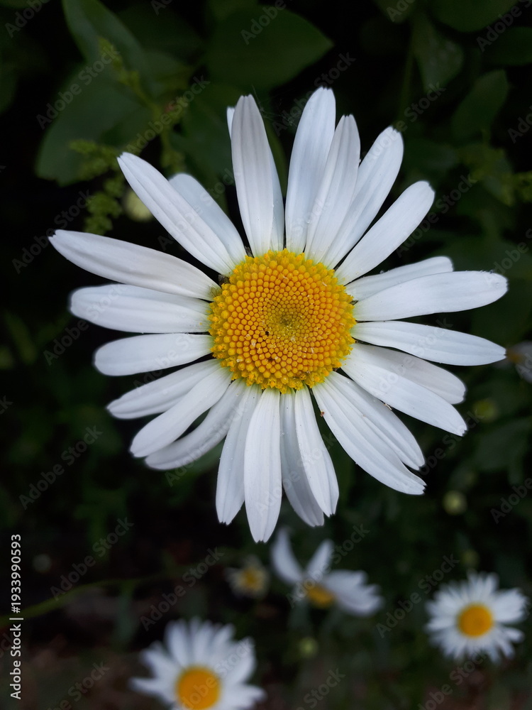 Fototapeta premium złocień właściwy