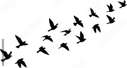 Flock Of Birds Flying In Formation Silhouette On White Background Keywords: birds, flying, flock, silhouette, migration, freedom