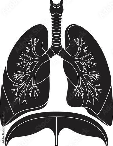 Detailed illustration of human lungs and trachea in black