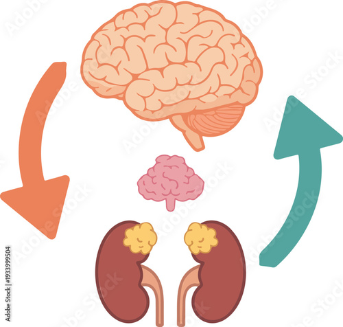 Illustration of the biological feedback loop showing the interaction between the brain, pituitary gland, adrenal gland, and kidney with circular arrows in a flat vector design